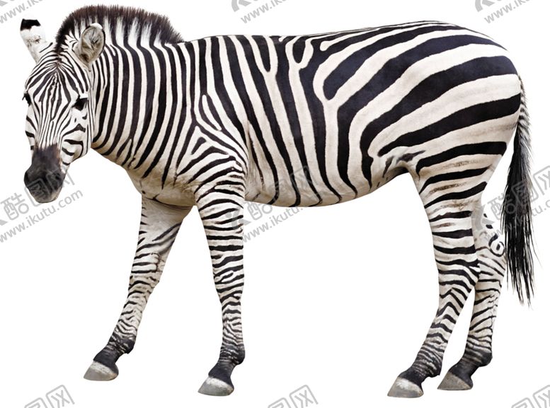 编号：64503010090514268668【酷图网】源文件下载-斑马