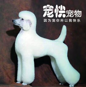 宠物狗