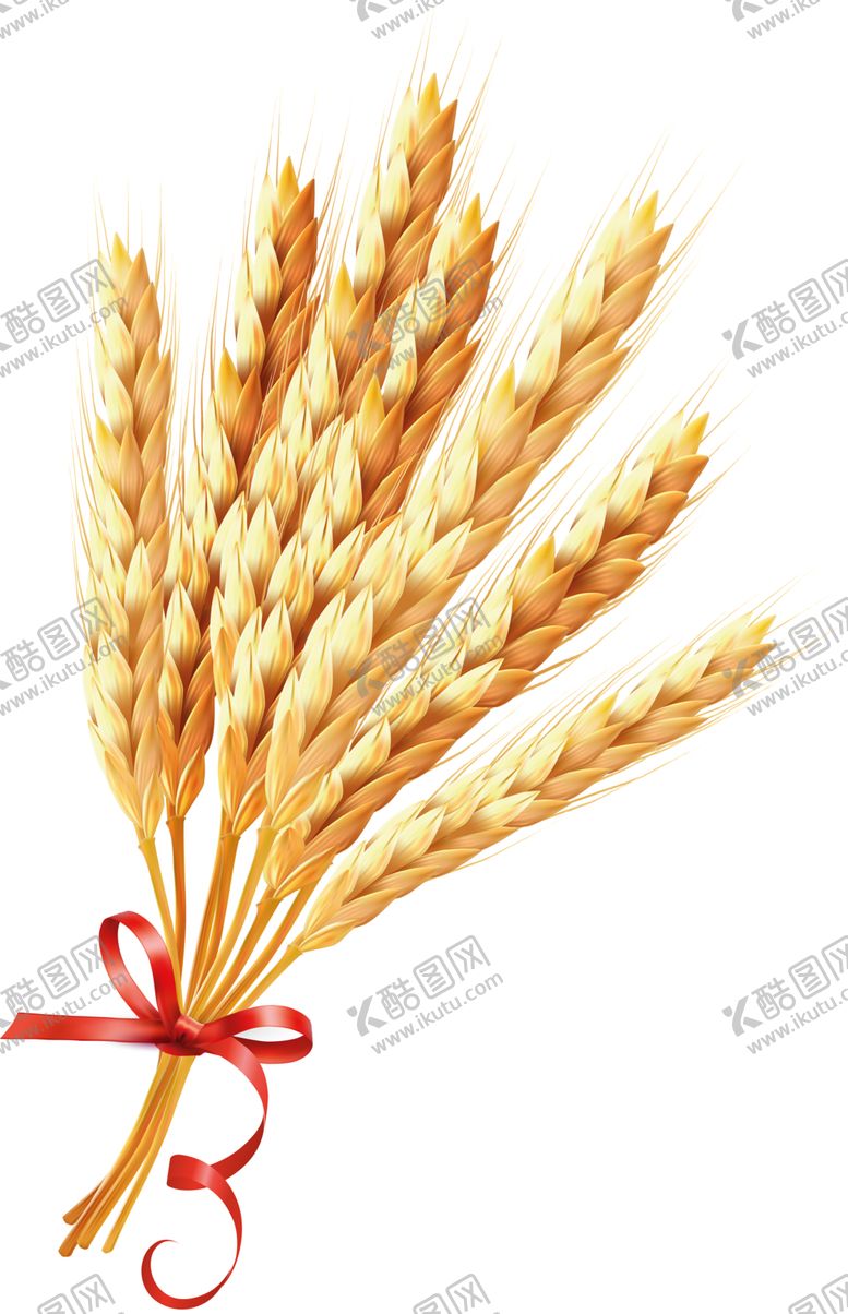 编号：21941511012142162050【酷图网】源文件下载-透明小麦png素材