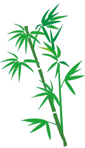 竹子竹叶