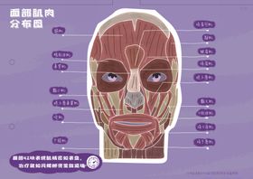 医美整形面部肌肉分布图科普