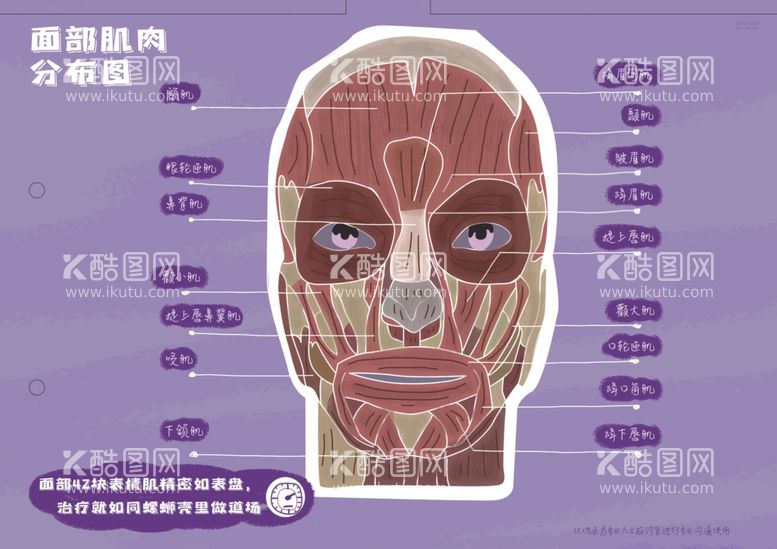 编号：14643711251043351300【酷图网】源文件下载-医美整形面部肌肉分布图科普