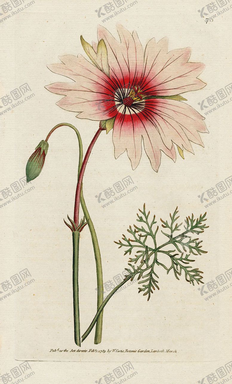 编号：23796605031322019640【酷图网】源文件下载-欧式复古色调花朵植物