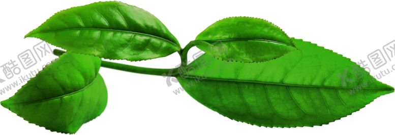 编号：59302411010351448463【酷图网】源文件下载-叶子