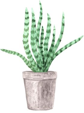 绿色家庭植物