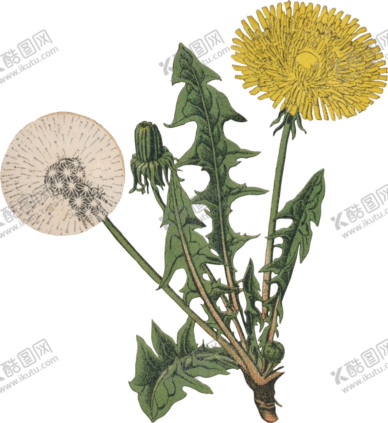 编号：33298110040632549959【酷图网】源文件下载-花草插画