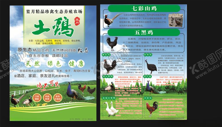 编号：15697306252158514118【酷图网】源文件下载-乌鸡宣传单