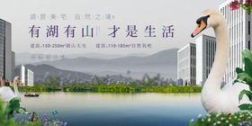 湖畔天鹅伴山水诗意生活