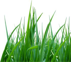 绿色植物壁纸藤蔓小清新树叶热带树叶