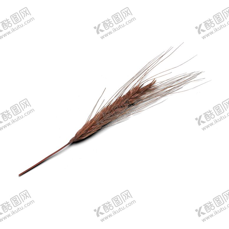 编号：74130909122030198523【酷图网】源文件下载-稻穗