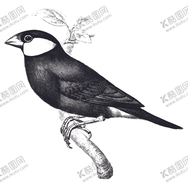 编号：23911404211908162811【酷图网】源文件下载-鸟类插画