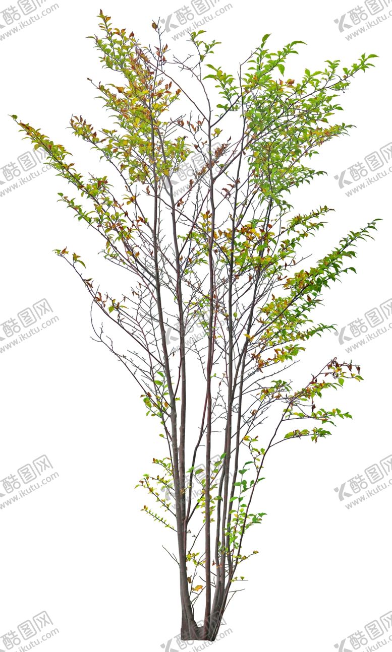 编号：86322405030430167687【酷图网】源文件下载-免扣植物素材图片