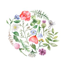 水彩植物花朵装饰