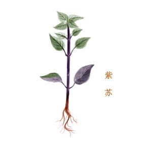 草本植物药材