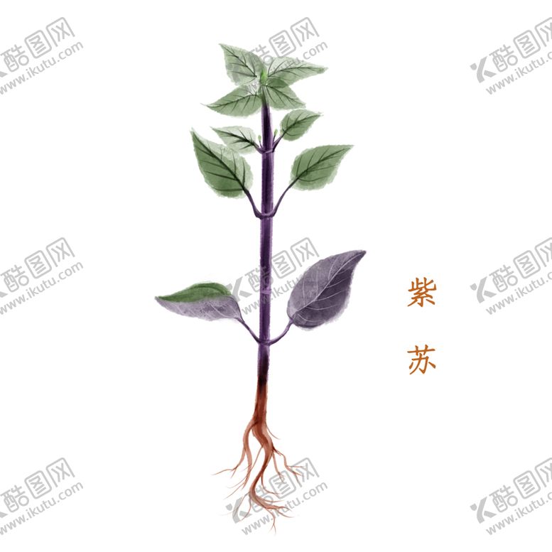 编号：92905605091725409888【酷图网】源文件下载-草本植物药材