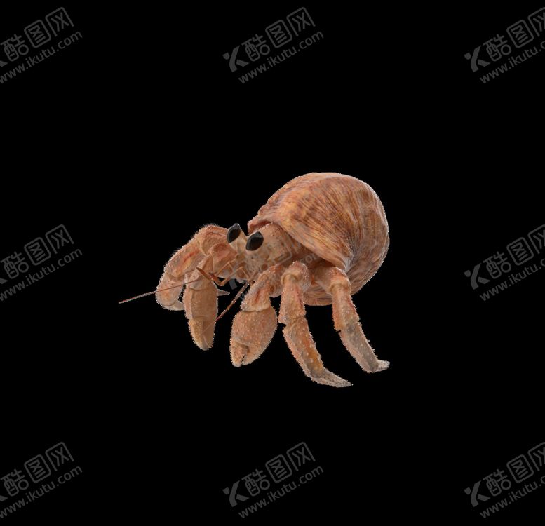 编号：46215111011340088605【酷图网】源文件下载-海洋生物