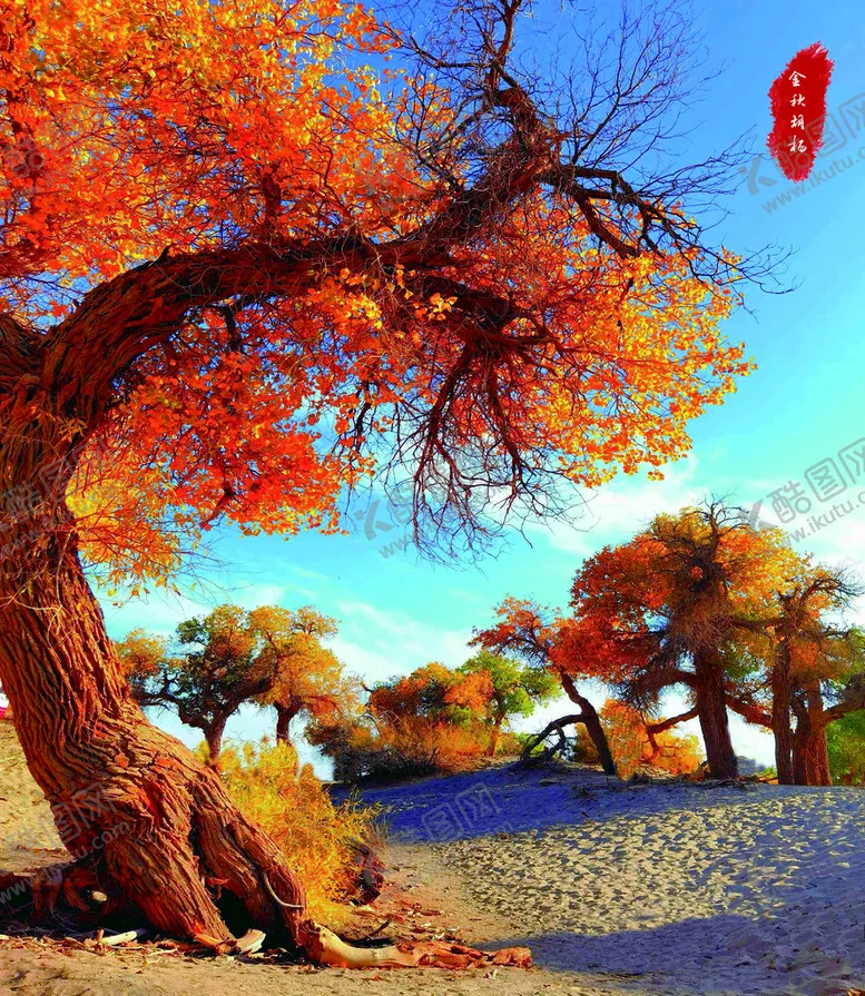 编号：13748909201100443871【酷图网】源文件下载-胡杨林