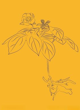 草芍药