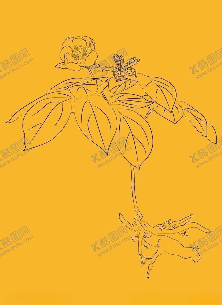 编号：14199507081434066245【酷图网】源文件下载-草芍药