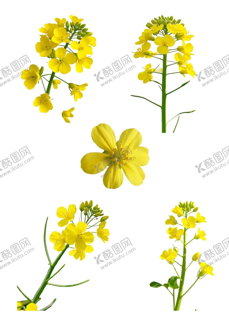 编号：31890303011320109645【酷图网】源文件下载-菜籽花油菜花