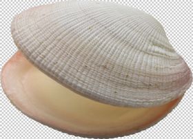 贝壳
