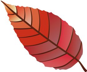 红叶水青冈