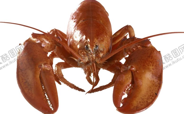 编号：16432609151624558841【酷图网】源文件下载-龙虾