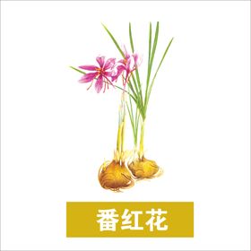 草本植物药材图片