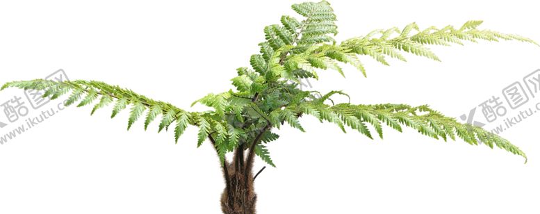 编号：45472009121921554921【酷图网】源文件下载-免扣树木素材