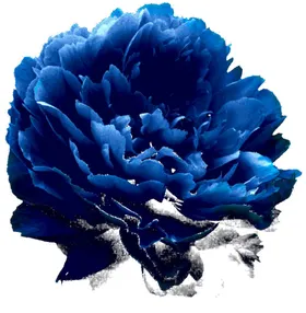 牡丹花