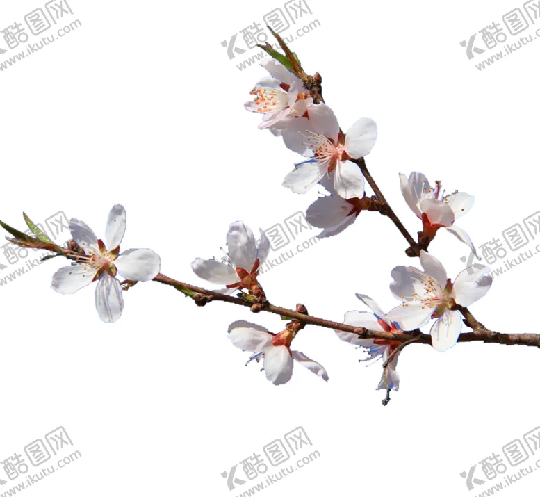 编号：24476506280326498029【酷图网】源文件下载-桃花