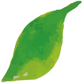 手绘清新植物