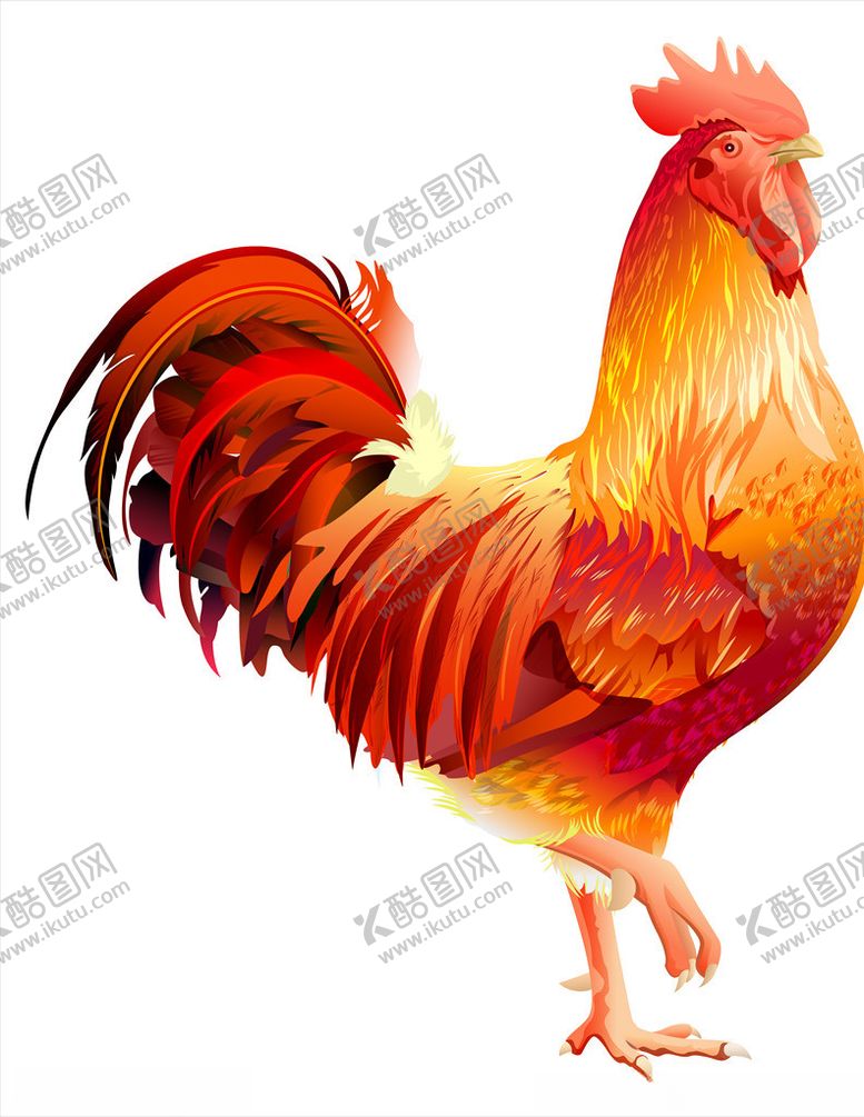 编号：20414505050055156462【酷图网】源文件下载-公鸡