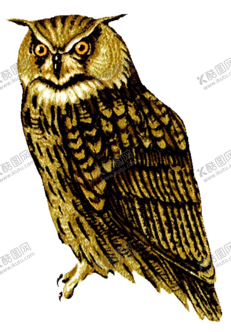 编号：20319807031037347770【酷图网】源文件下载-猫头鹰