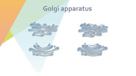 细胞生物学和组织学