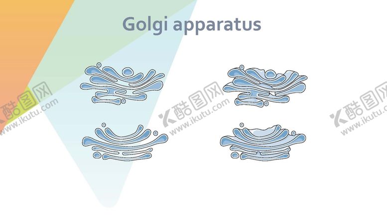 编号：24353002021809569625【酷图网】源文件下载-细胞生物学和组织学 