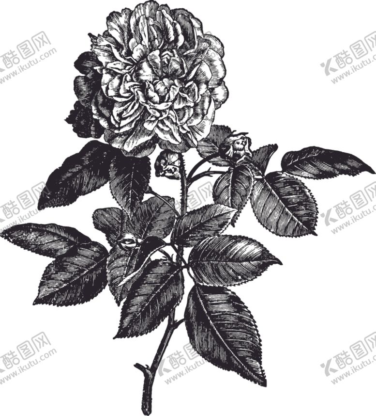 编号：28767306191204108313【酷图网】源文件下载-线描植物