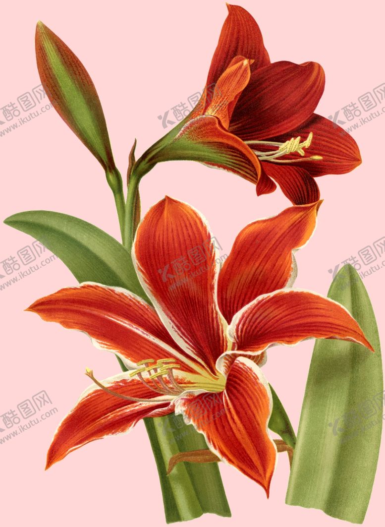 编号：39746607051555105532【酷图网】源文件下载-花卉植