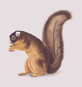 野生动物插图