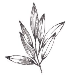 植物花卉绘画图谱