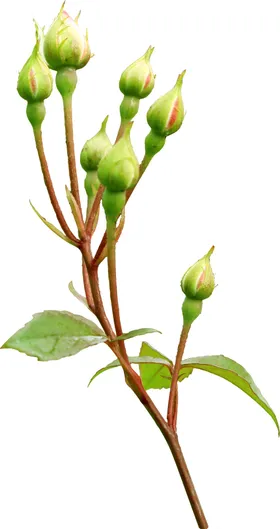 手绘花卉结婚清新植物文艺风婚宴