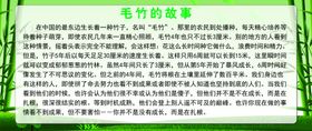 毛竹的故事
