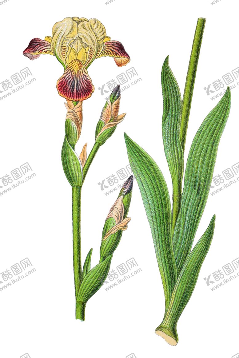 编号：55423204160658599840【酷图网】源文件下载-草本植物药材