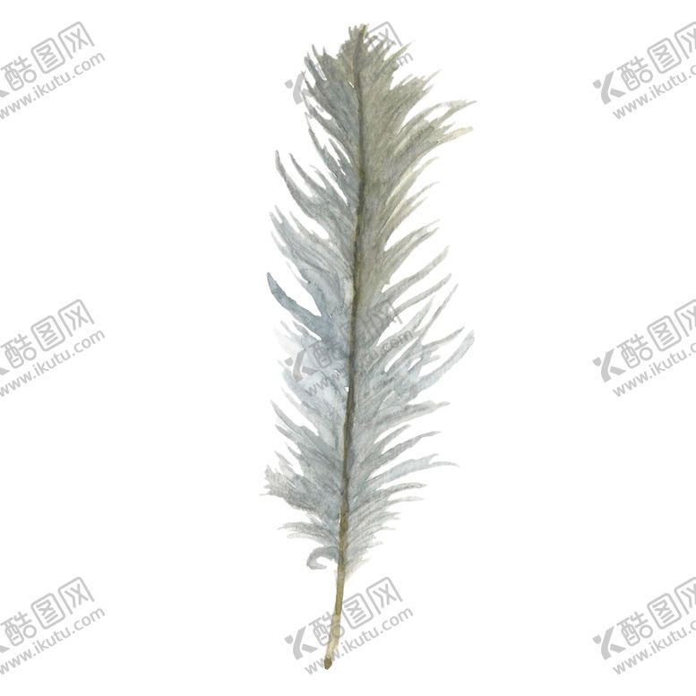 编号：31518901281428306338【酷图网】源文件下载-羽毛