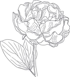 线稿图绘画植物花朵