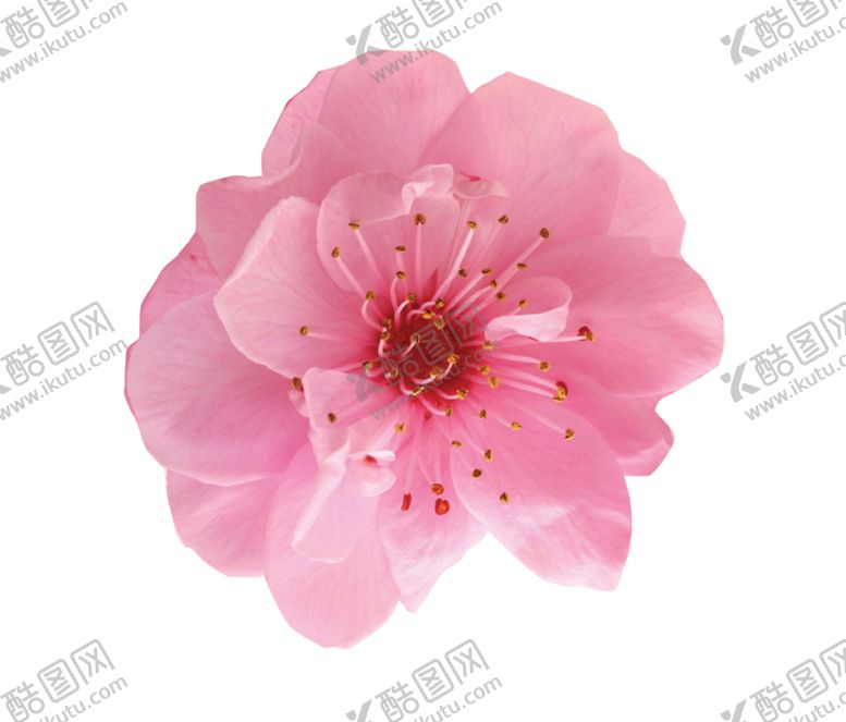 编号：76065402030217504620【酷图网】源文件下载-手绘桃花