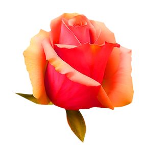 花素材