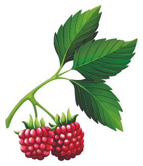 矢量水果