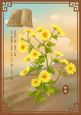 中药材野菊