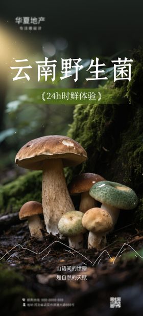 野生菌海报